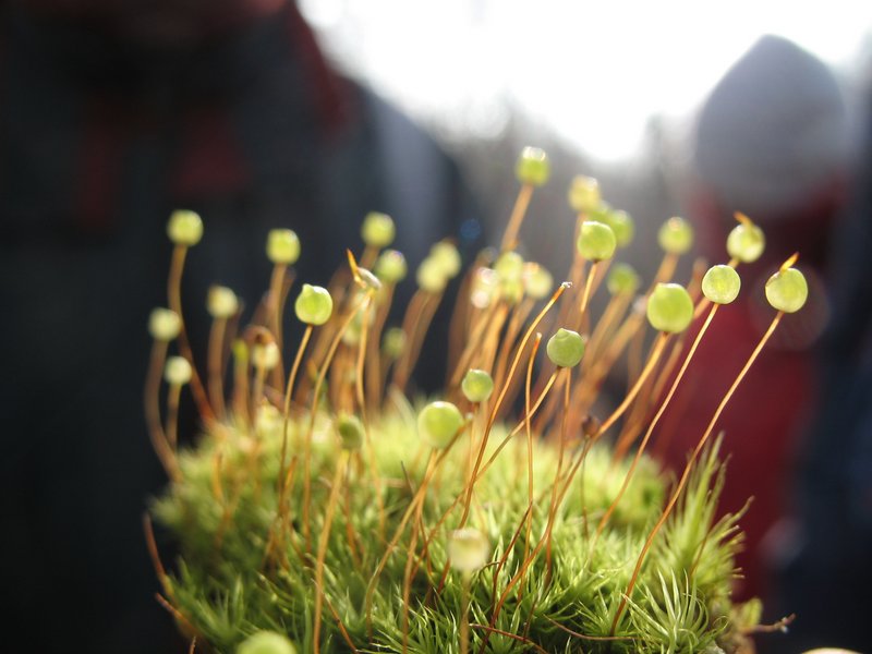 Lichens forestiers 3.3.2013 067